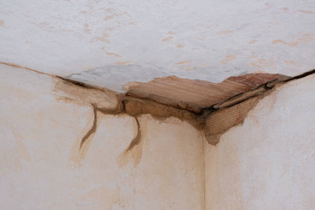 Best Basement water damage restoration  in Gonzalez, FL